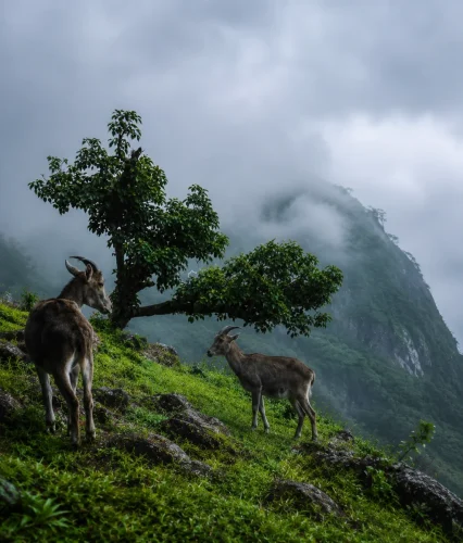 Two Nilgiri tahr goats on a lush misty mountain slope in Munnar, Kerala, with a fog-covered Western Ghats landscape in the background