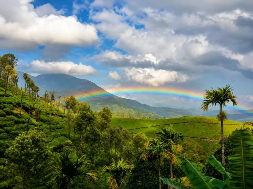 A vivid rainbow arcs over green tea plantations and misty mountains in Munnar, Kerala